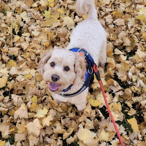 Fundraising Page: Shelise Davis